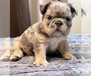 English Bulldog Puppy for sale in PHILADELPHIA, PA, USA