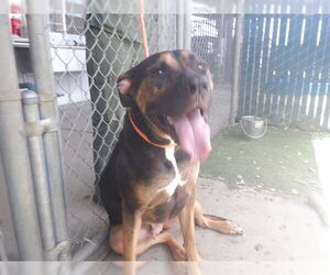 Bulloxer Dogs for adoption in Oroville, CA, USA