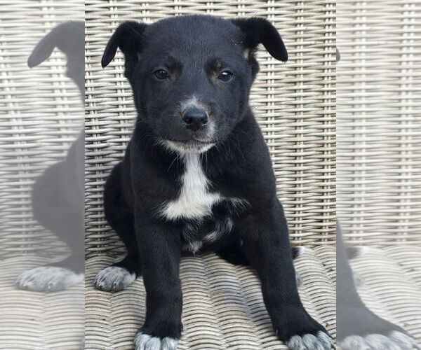 Medium Photo #2 German Shepherd Dog-Unknown Mix Puppy For Sale in Alexander, AR, USA