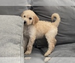 Small Photo #28 Goldendoodle Puppy For Sale in BATON ROUGE, LA, USA