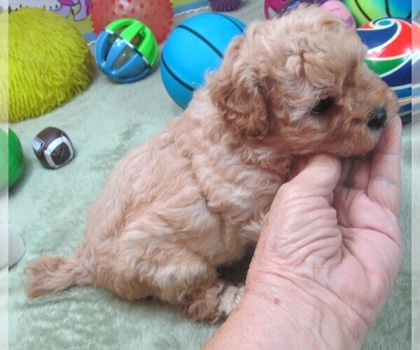 Medium Photo #5 Cavapoo Puppy For Sale in RATTAN, OK, USA
