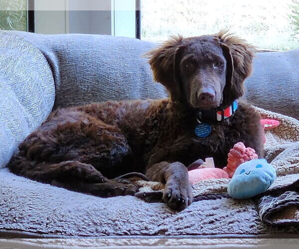Medium Photo #2 Labradoodle Puppy For Sale in Bellevue, WA, USA