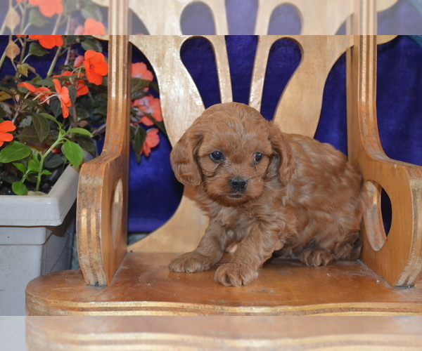 Medium Photo #13 Cavapoo Puppy For Sale in GREENWOOD, WI, USA