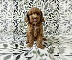Small #4 Cavapoo