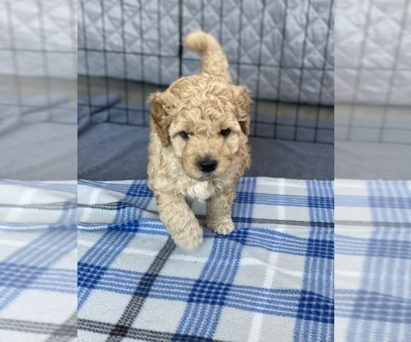 Medium Photo #2 Goldendoodle Puppy For Sale in MILLVILLE, NJ, USA