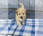 Small Photo #2 Goldendoodle Puppy For Sale in MILLVILLE, NJ, USA