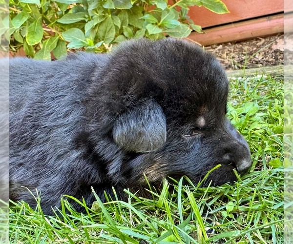 Medium Photo #20 German Shepherd Dog Puppy For Sale in MARIPOSA, CA, USA