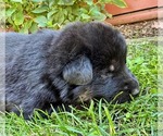 Small Photo #20 German Shepherd Dog Puppy For Sale in MARIPOSA, CA, USA