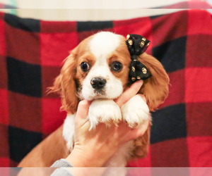 Cavalier King Charles Spaniel Puppy for sale in LIBERTY, KY, USA