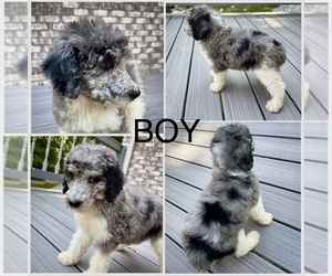 Poodle (Standard) Puppy for Sale in SCOTTSBURG, Indiana USA