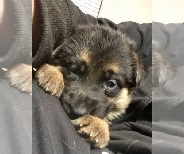 Medium Photo #7 German Shepherd Dog Puppy For Sale in HOUSTON, TX, USA
