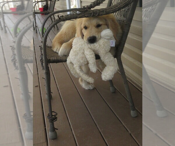 Medium Photo #9 Golden Retriever Puppy For Sale in MECHANICSVILLE, MD, USA