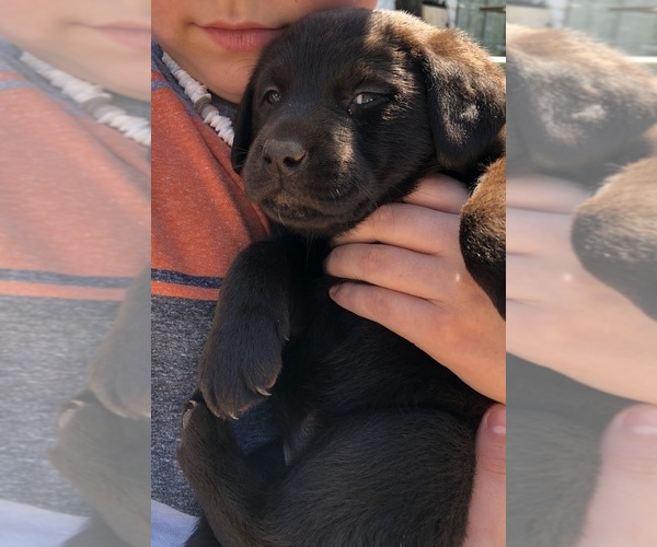 Medium Photo #3 Labrador Retriever Puppy For Sale in CONOVER, NC, USA