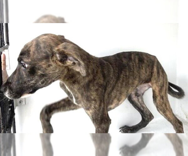 Medium Photo #1 Plott Hound-Unknown Mix Puppy For Sale in Houston, TX, USA