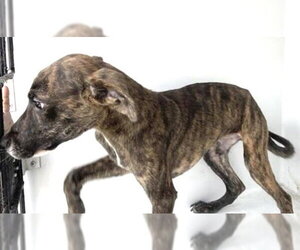 Plott Hound-Unknown Mix Dogs for adoption in Houston, TX, USA
