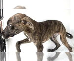 Small Plott Hound Mix