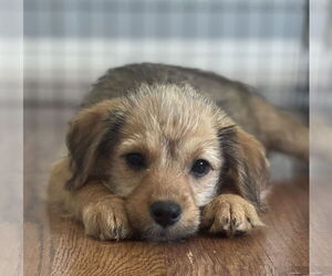 Mutt Dogs for adoption in Plainfield, IL, USA