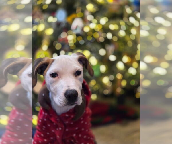 Medium Photo #2 Mutt Puppy For Sale in Fort Collins, CO, USA