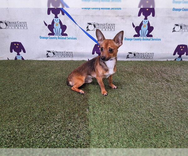 Medium Photo #1 Chihuahua Puppy For Sale in Orlando, FL, USA