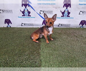 Chihuahua Dogs for adoption in Orlando, FL, USA