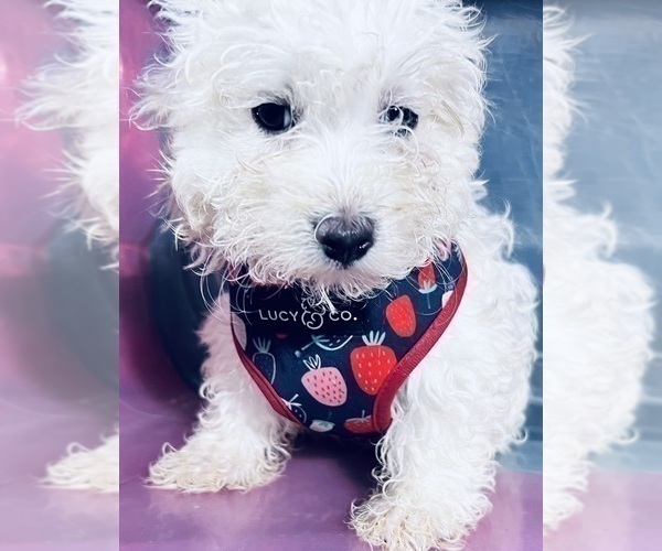 Medium Photo #15 Maltipoo Puppy For Sale in DURHAM, CT, USA
