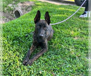 Holland Shepherd Dogs for adoption in Imlay City, MI, USA