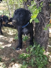 German Shorthaired Pointer Puppy for sale in COLORADO SPRINGS, CO, USA