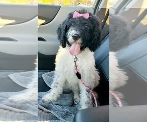 Double Doodle Puppy for sale in BALLWIN, MO, USA