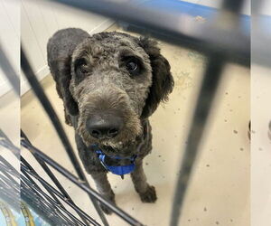 Labradoodle Dogs for adoption in GILBERTS, IL, USA