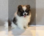 Puppy Puppy 1 Pomeranian