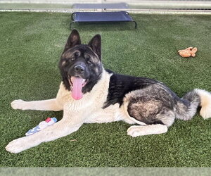 Akita Dogs for adoption in Corona, CA, USA
