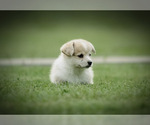 Small Photo #17 Pembroke Welsh Corgi Puppy For Sale in ELKTON, KY, USA