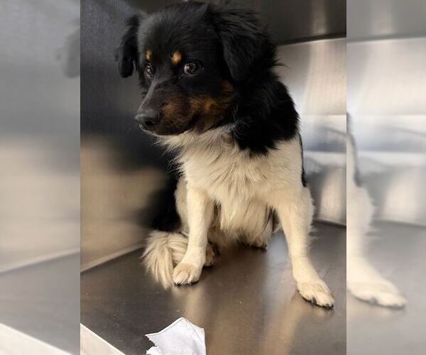 Medium Photo #1 Chihuahua-Unknown Mix Puppy For Sale in Riverside, CA, USA