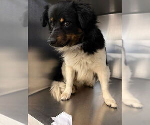 Chihuahua-Unknown Mix Dogs for adoption in Riverside, CA, USA