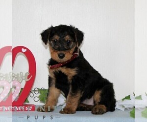 Airedale Terrier Puppy for sale in HOLTWOOD, PA, USA