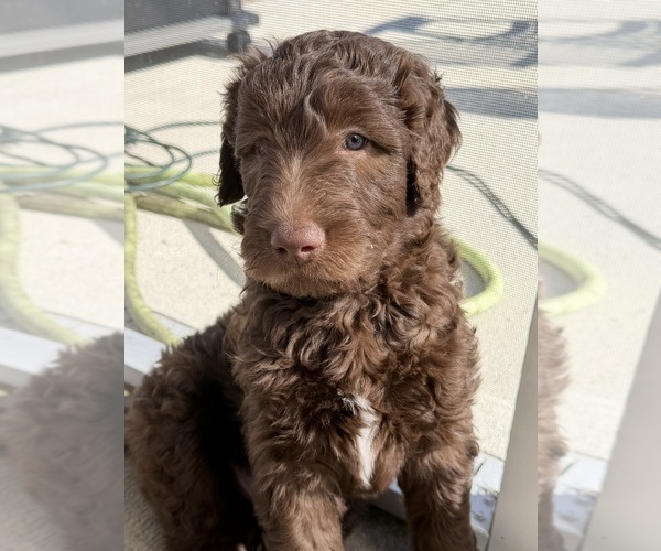 Medium Photo #13 Labradoodle Puppy For Sale in HUGER, SC, USA