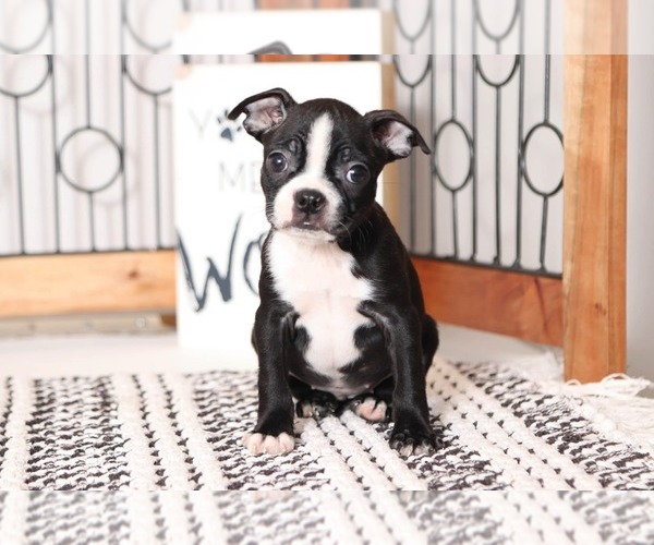 Medium Photo #1 Boston Terrier Puppy For Sale in NAPLES, FL, USA