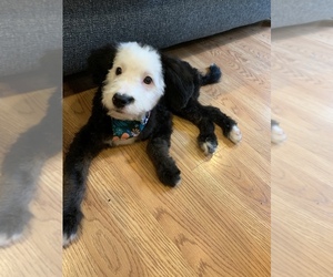 Miniature Bernedoodle-Shepadoodle Mix Puppy for sale in MOUNT OLIVER, PA, USA