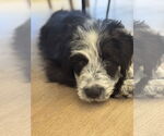 Small #7 Border Collie Mix