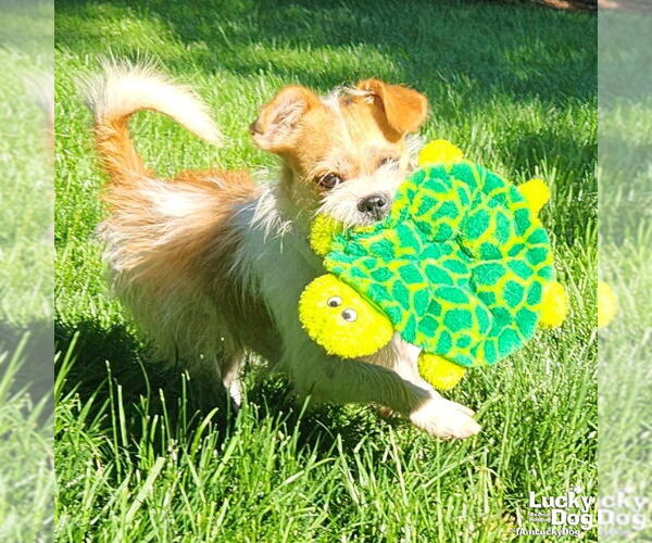 Medium Photo #9 Jacairn Puppy For Sale in Washington, DC, USA
