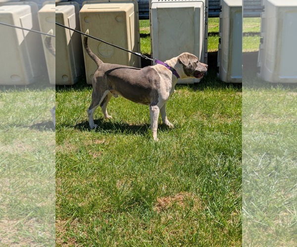 Medium Photo #2 Mutt Puppy For Sale in Rustburg, VA, USA