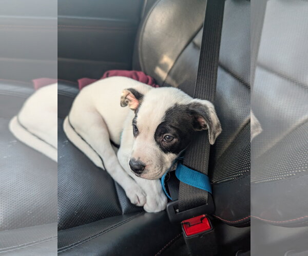 Medium Photo #3 Labrador Retriever-Unknown Mix Puppy For Sale in Aurora, CO, USA