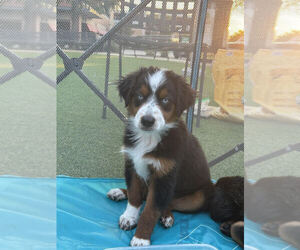 Miniature Australian Shepherd Puppy for sale in PRINCETON, TX, USA