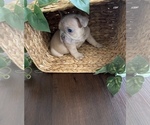 Puppy 4 French Bulldog