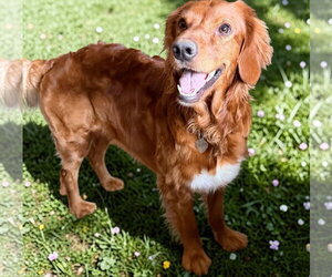 Golden Irish Dogs for adoption in Pacolet, SC, USA