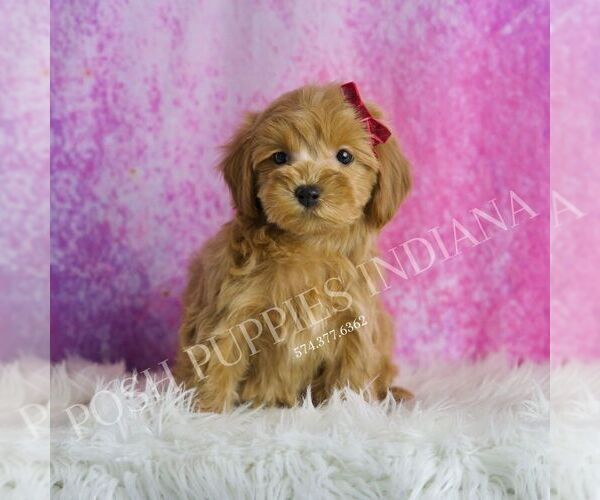 Medium Photo #3 Maltipoo Puppy For Sale in WARSAW, IN, USA