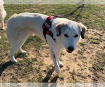 Small #1 Great Pyrenees Mix