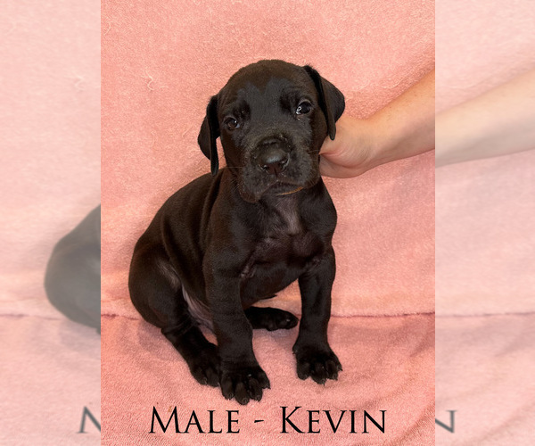 Medium Photo #1 Great Dane Puppy For Sale in PUTNEY, VT, USA