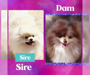 Father of the Pomeranian puppies born on 06/22/2026