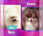 Small Photo #1 Pomeranian Puppy For Sale in KINGMAN, AZ, USA
